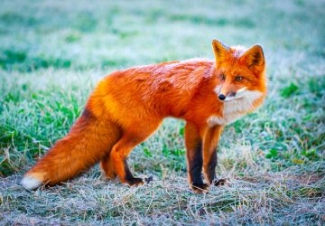 Wiosenna akcja szczepienia lisów - KOMUNIKAT!