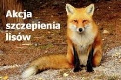 AKCJA SZCZEPIEŃ LISÓW PRZECIWKO WŚCIEKLIŹNIE